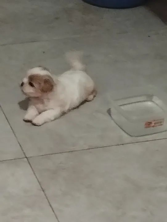 Filhote de Shitzu  - Foto 4