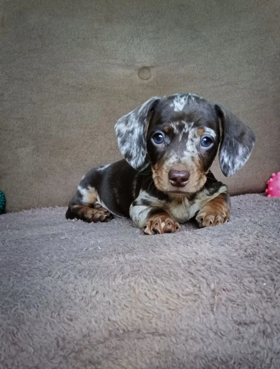 Filhote de Dachshund - Teckel - Cofap