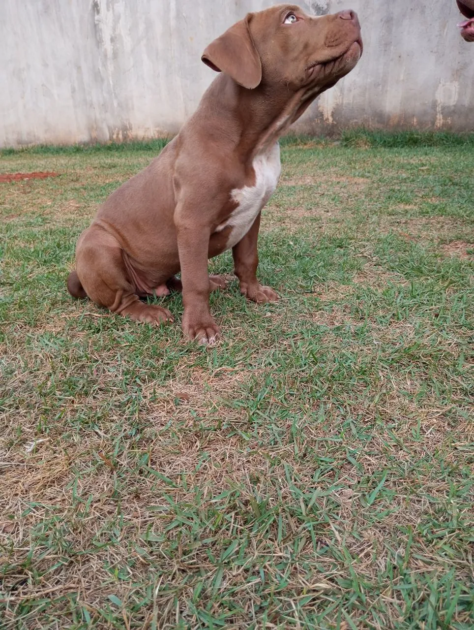 American Bully Pit Bull