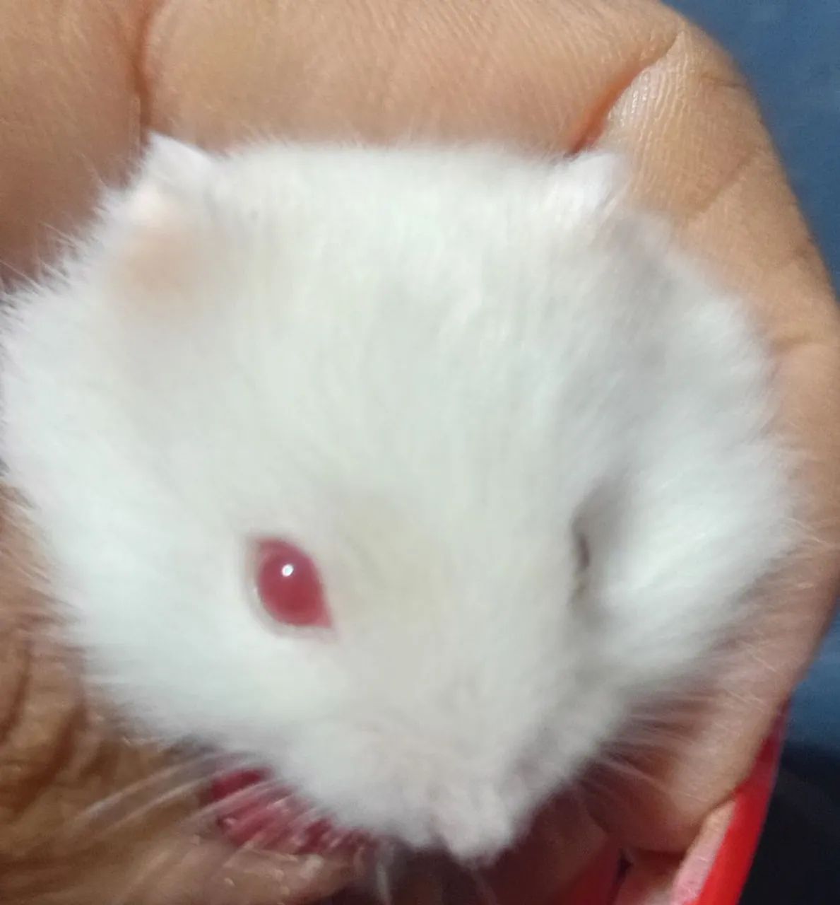 HAMSTERS ANÃO RUSSO FILHOTES - Foto 4