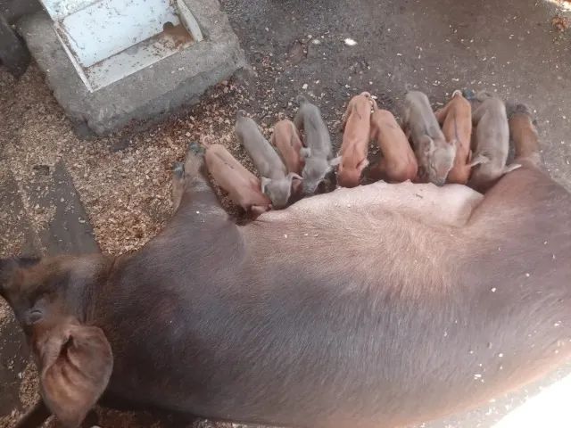 Venda porco Duroc 