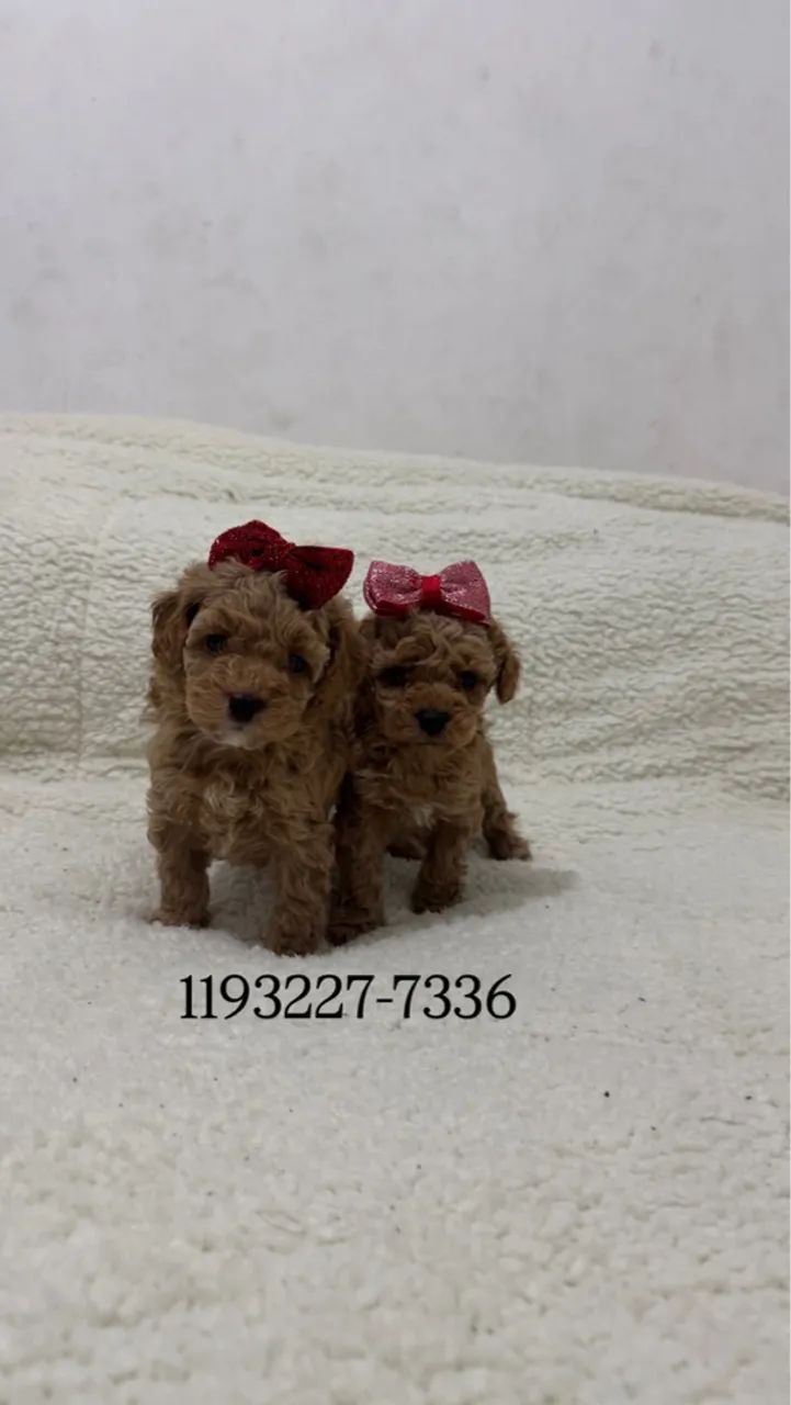 Poodle Toy Red Filhotes  fazemos entrega! - Foto 2