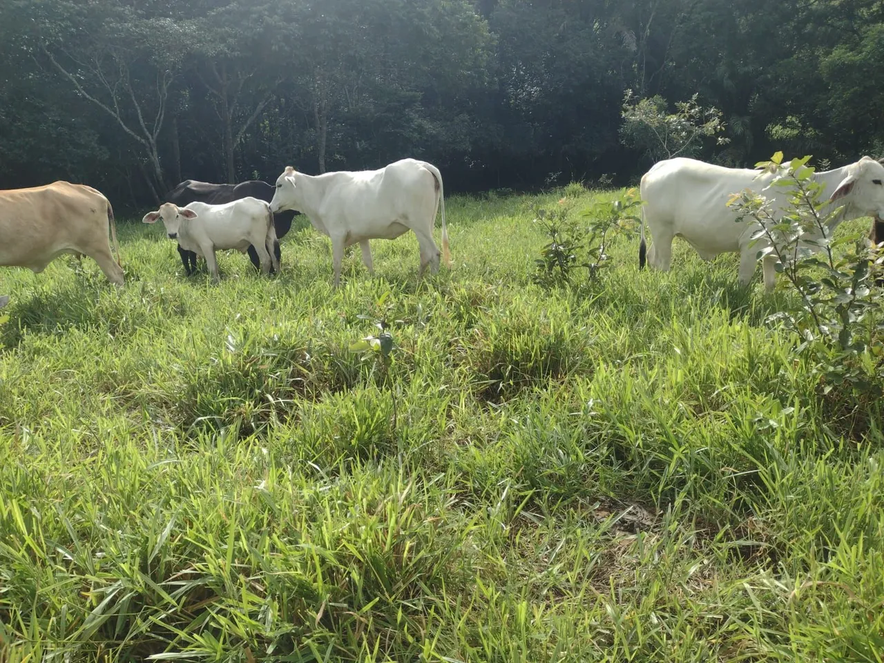 Vendo excelente fazenda em catu Bahia