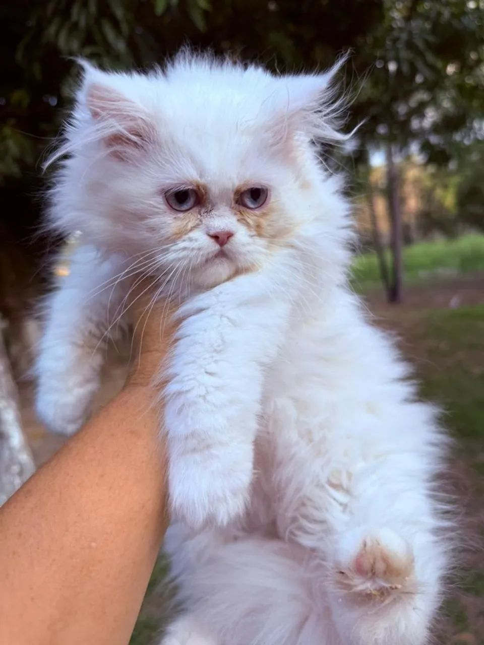 Gato Persa machos e Fêmea  - Foto 3