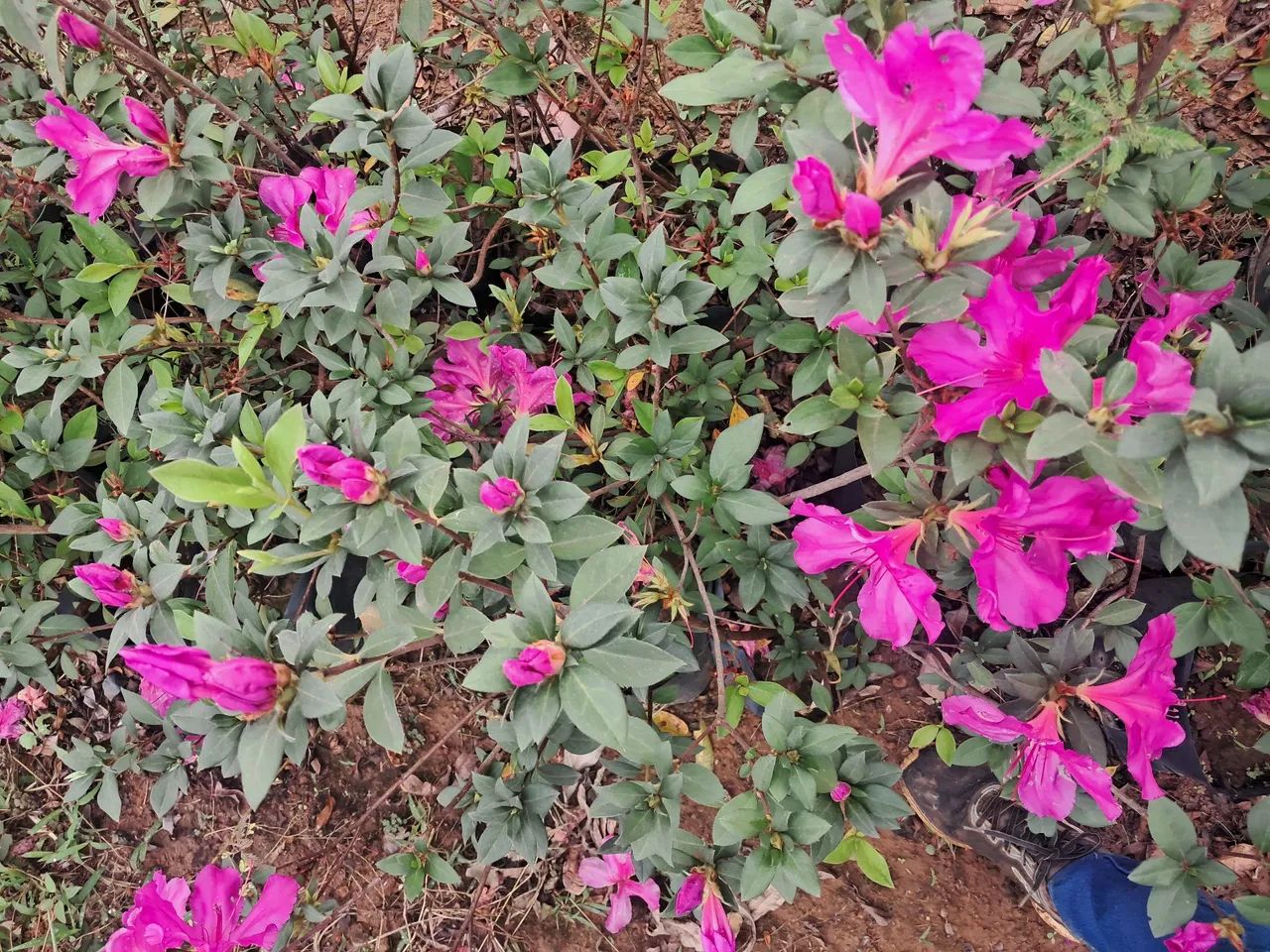 Mudas de Azaleias em Flor - Produção Rural - Foto 3