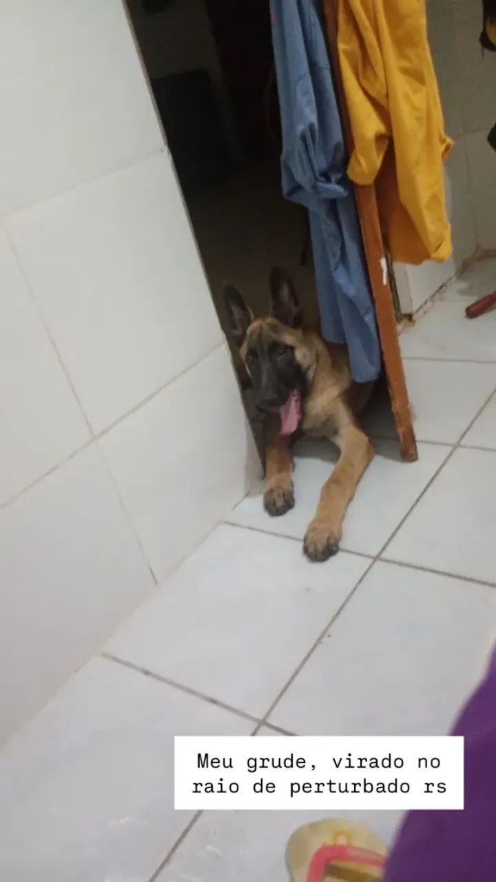 Filhote de pastor belga malions 