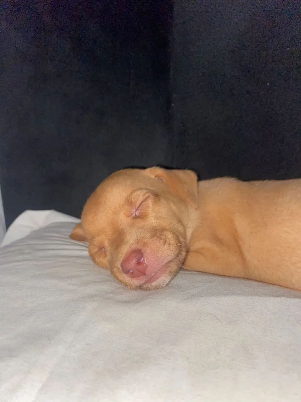 Cachorrinha caramela filhote para doação - Foto 4