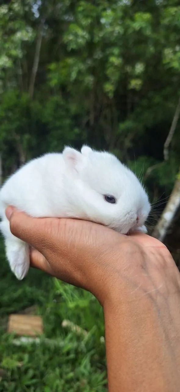 Coelho netherland anao