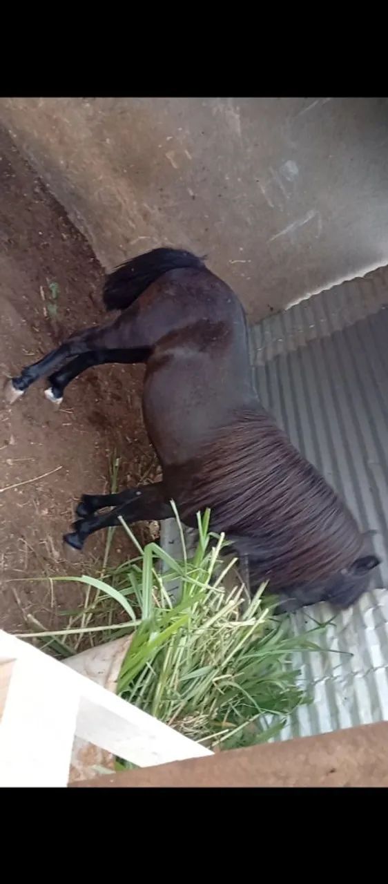 Vendo pônei  - Foto 2