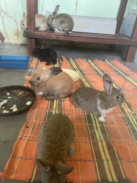 Filhotes de coelhos a venda , com dois meses de vida - Foto 2