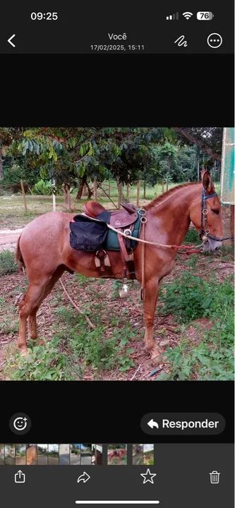 Burro de patrão Extra de Sela 