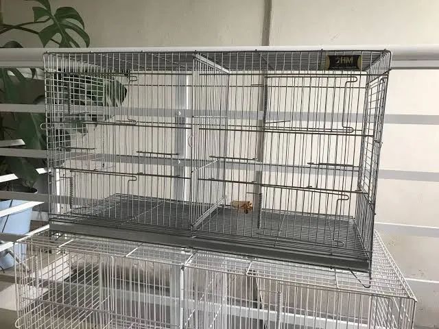 Vende se gaila criadeira  - Foto 2