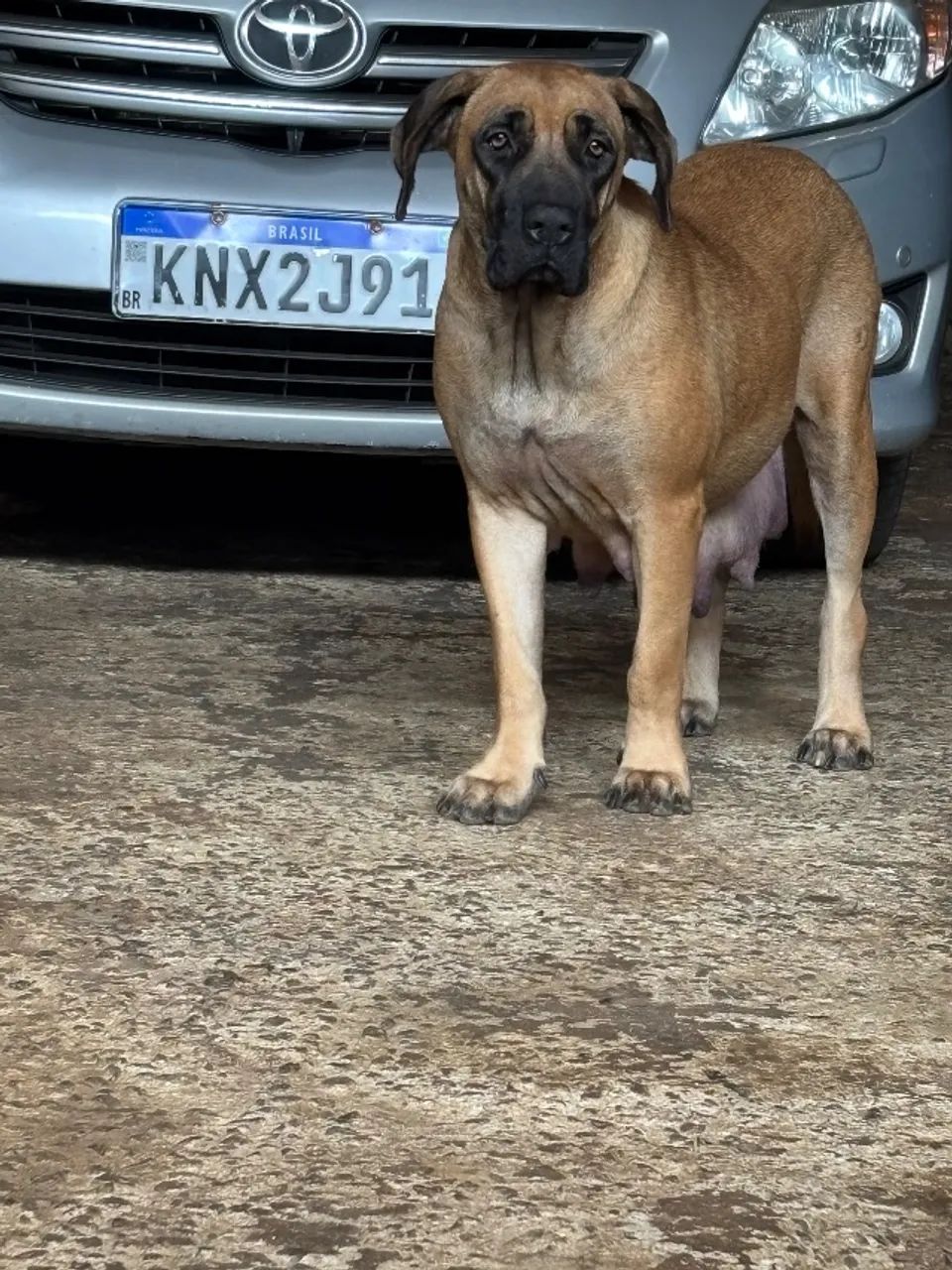 Filhote d fila brasileiro 
