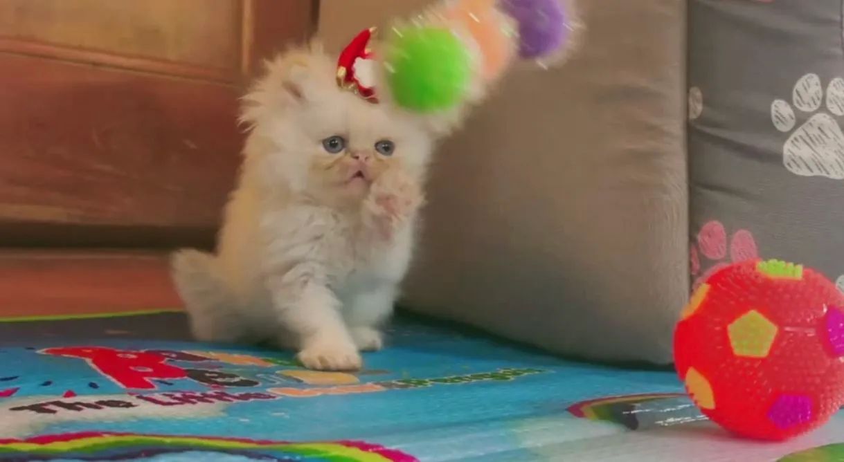 Gato persa, Himalaio 2 fêmeas brancas red point e 2 machos blue e seal - Foto 4