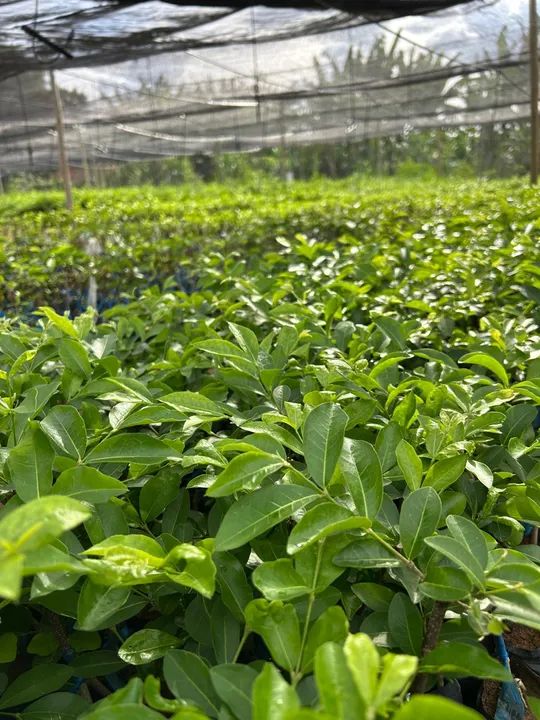 Mudas de plantas para produção rural - Foto 2