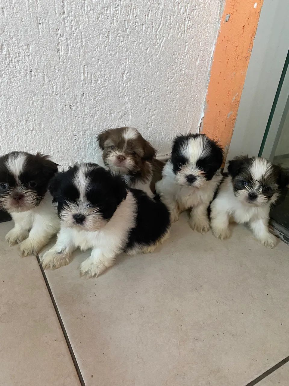 Shih tzu mini puros barato pra vender rápido 