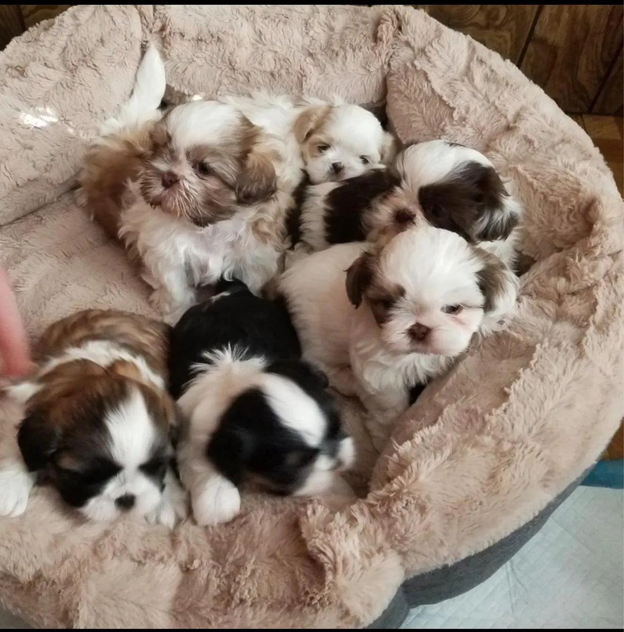 Vendo filhotes shitzu lindos - Foto 2