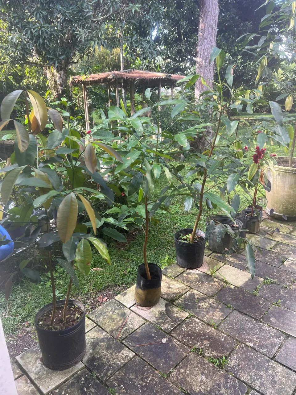 FRUTA ACHACHAIRU - Foto 3