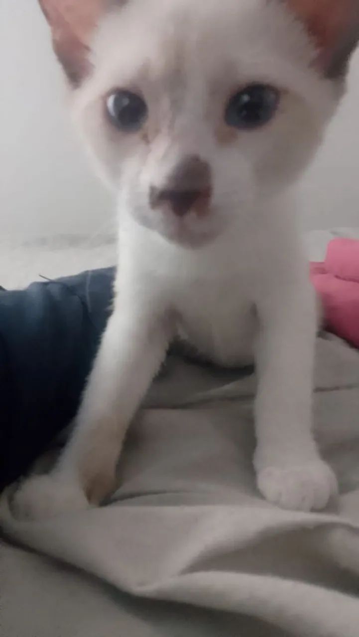 Gato para adoção