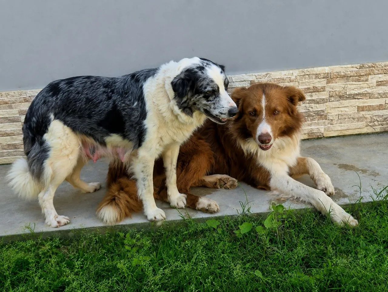 Borde collie - Foto 5