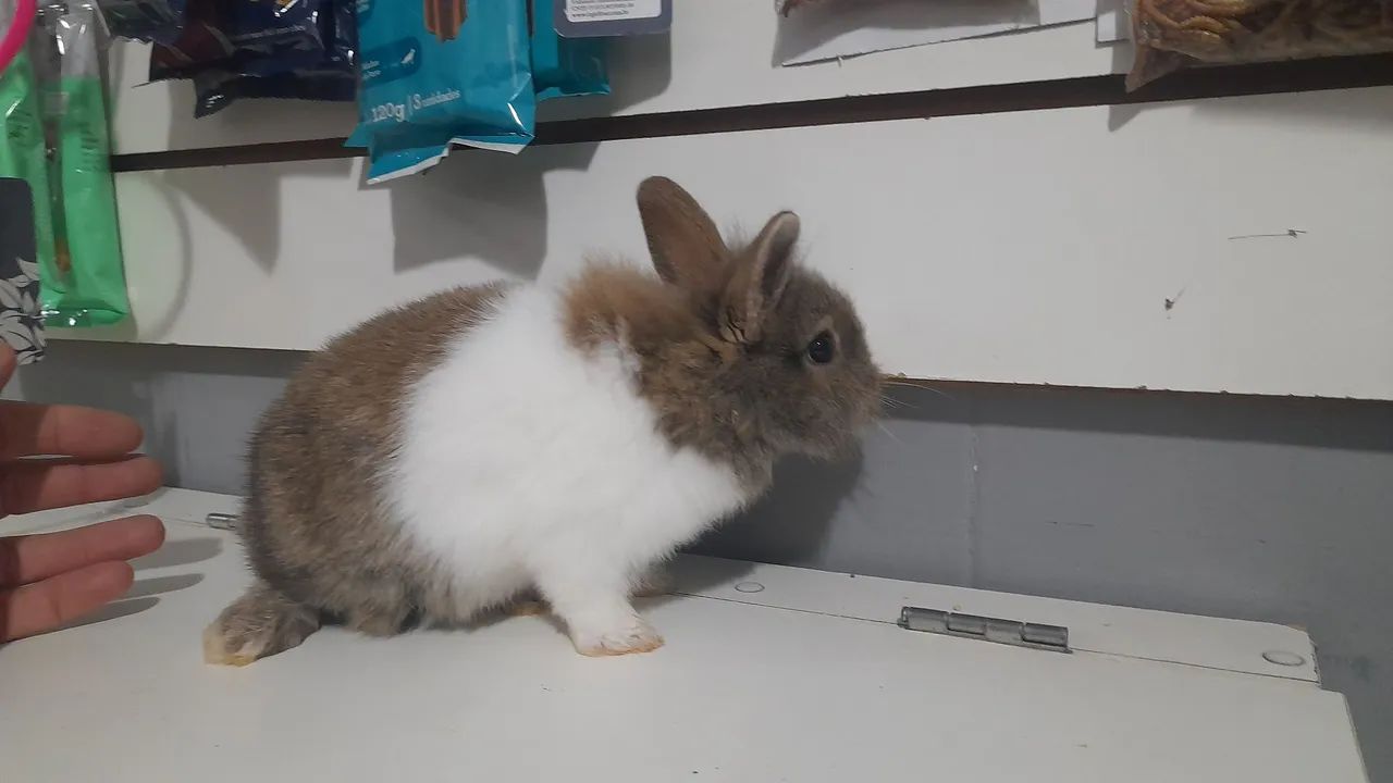 Mini Coelhos - de origem  - Foto 5