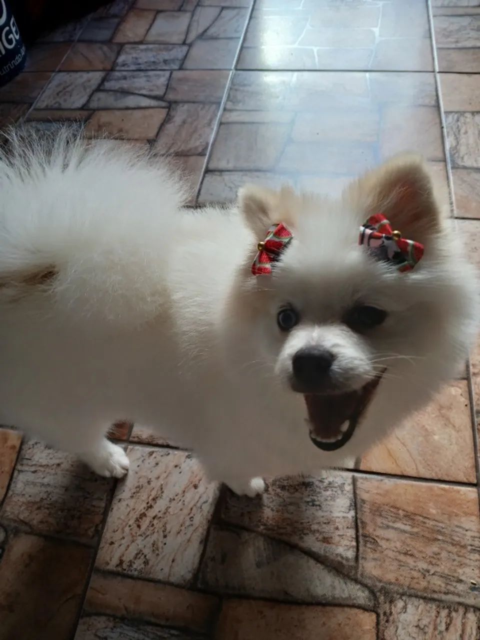 Lulu da pomerane - Foto 2
