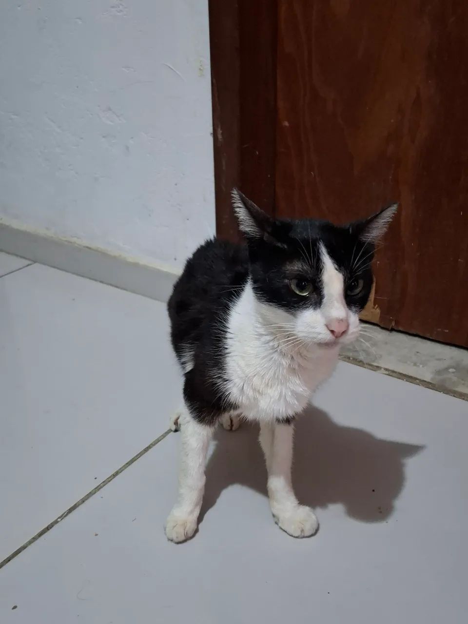 Doando gatinho castrado  - Foto 2