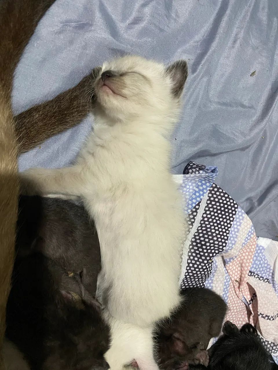 Doação de gatos - Foto 4