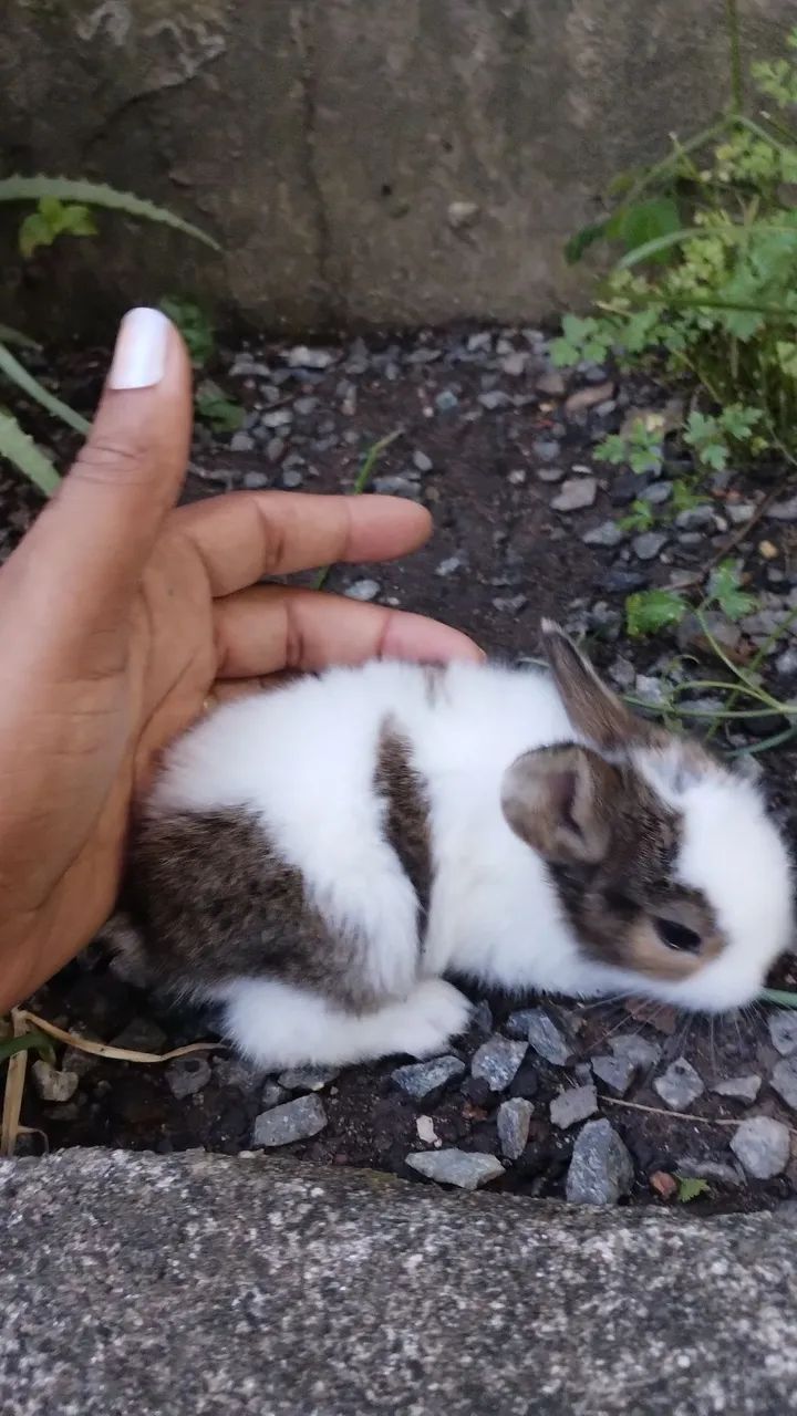 Mini Lion mesclado  - Foto 6