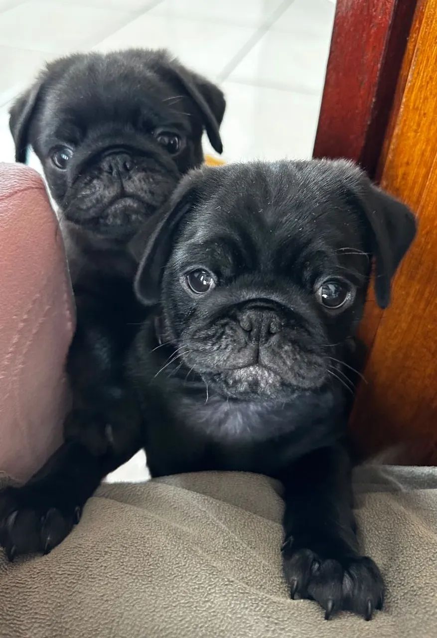 Filhote de Pug  - Foto 5