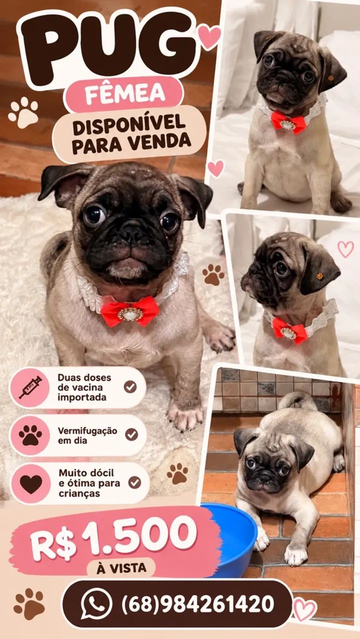 Pug fêmea 