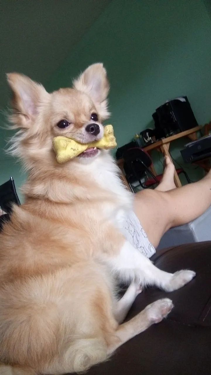 Chihuaua macho - Foto 4