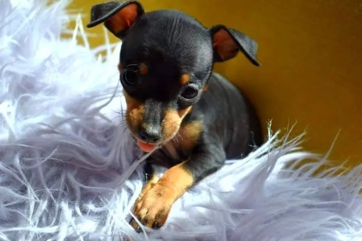 pinscher Pequeno valente
