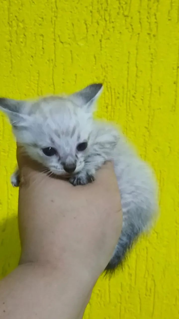 Doação Solidária! Gatinhos para adoção, duas fêmeas, com 2 meses de vida. 