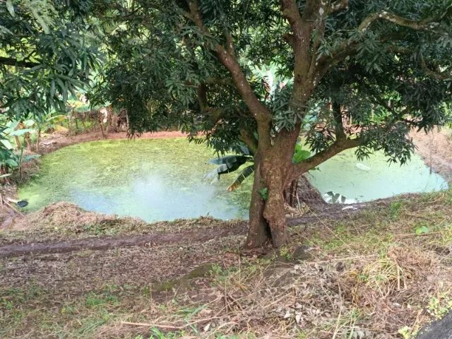 Vendo Sítio com 1hectare a 200 metros da BR 104  - Foto 4