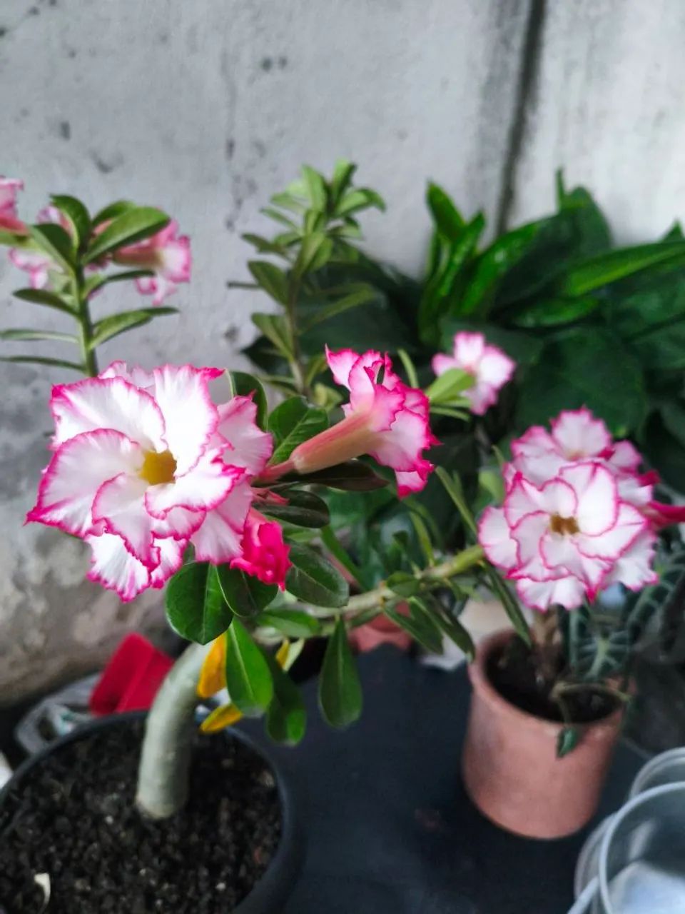Rosa do deserto 