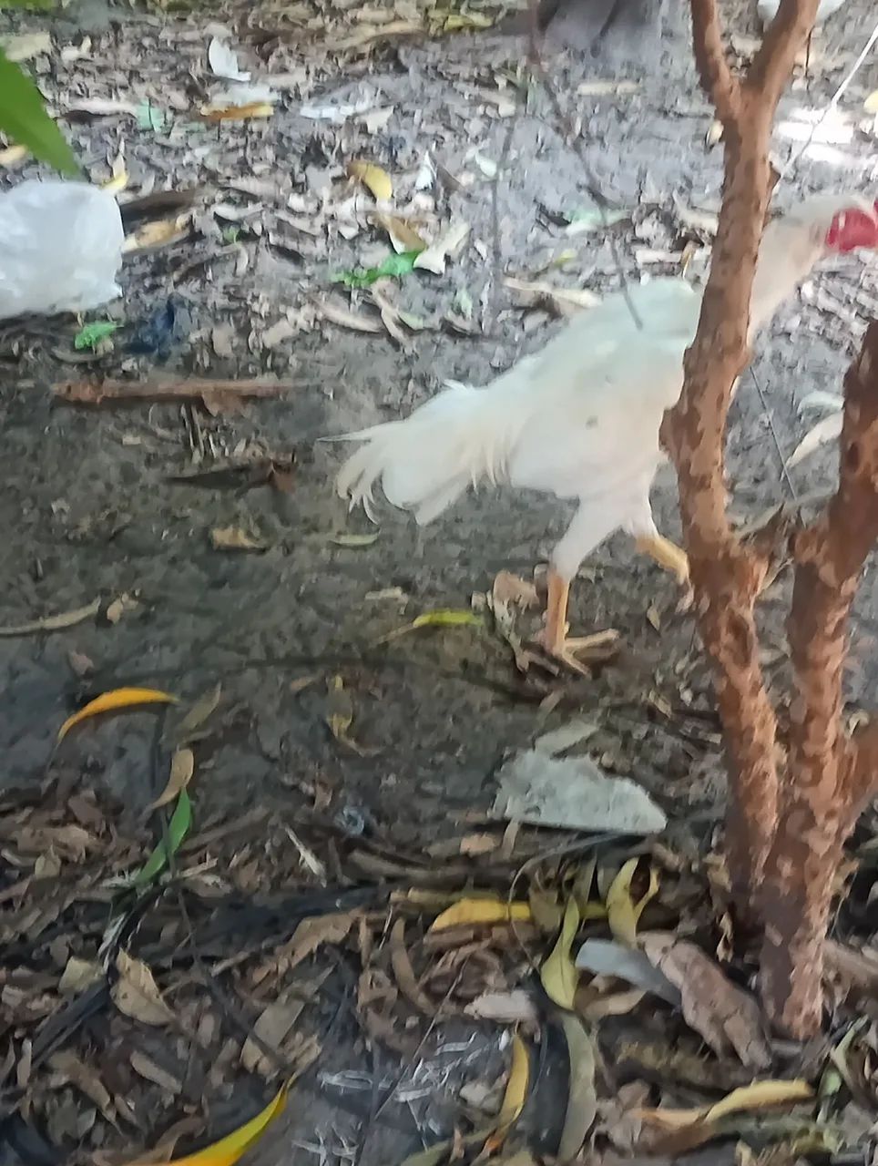 Vendo frango carioca puro  - Foto 2