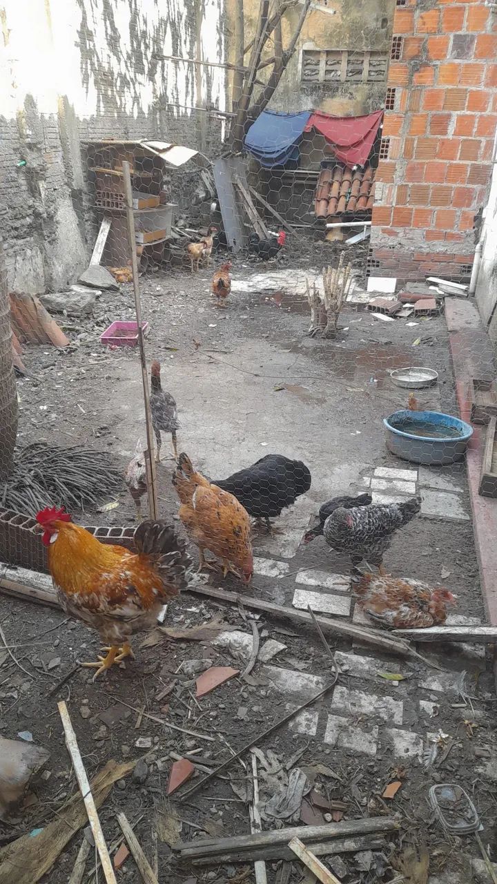 Galinhas, Galos e Frangas.