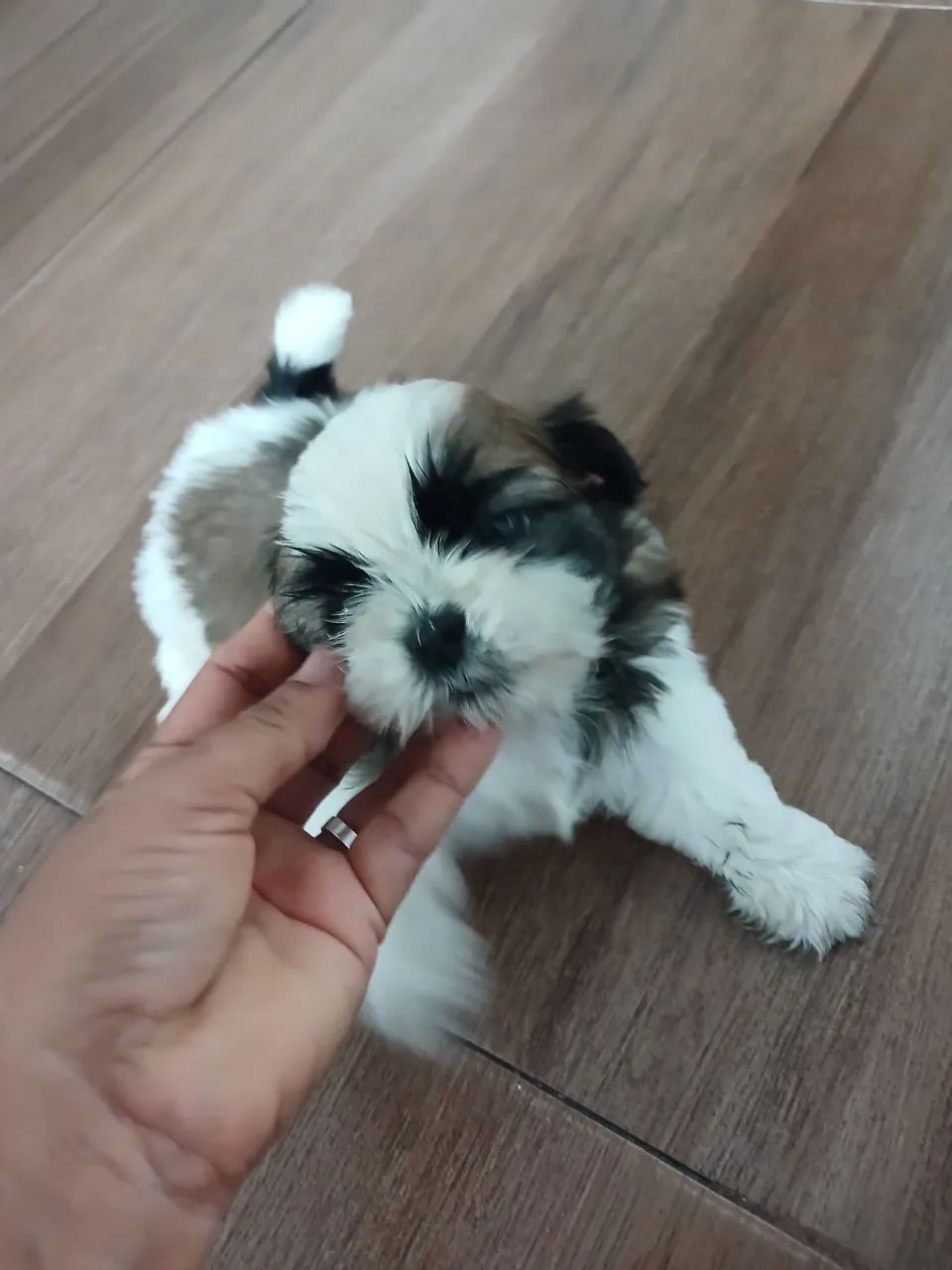 Cachorro shi-tzu  - Foto 2