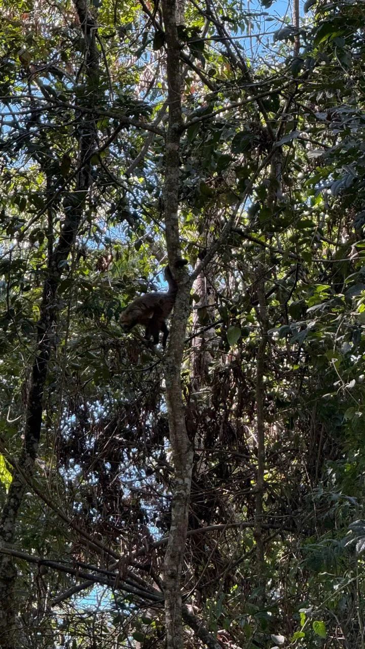 Chácara Espetacular em Chácaras de Recreio Samambaia  5000m² - Foto 5