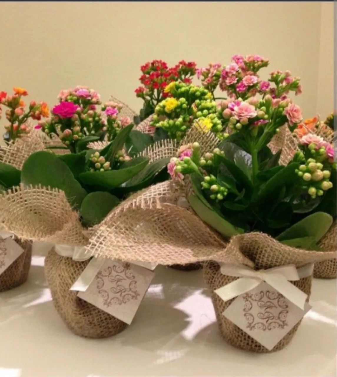 PLANTA DECORAÇÃO E FESTA