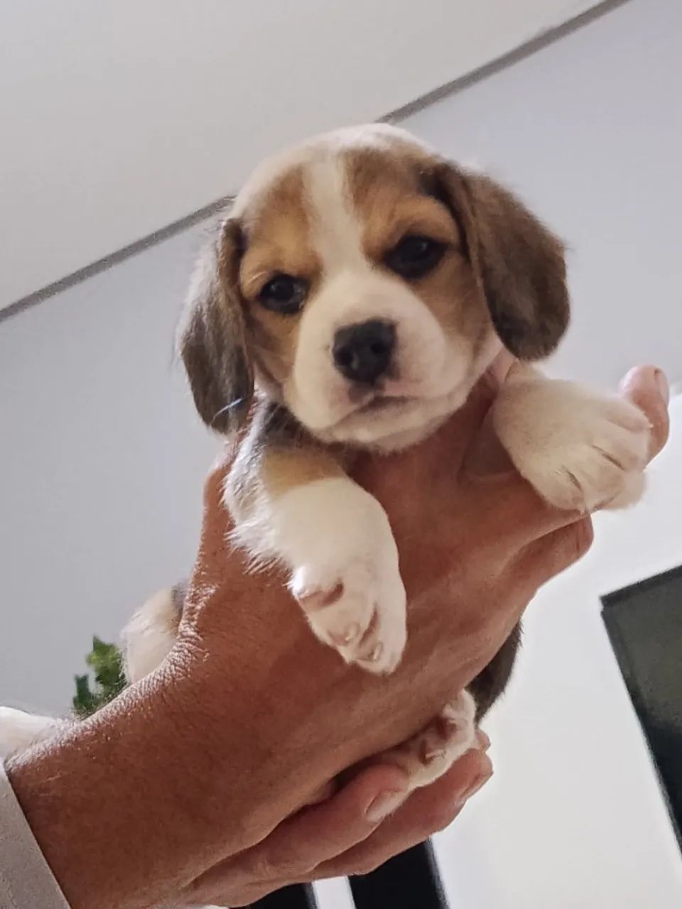 Cachorro  - Foto 4