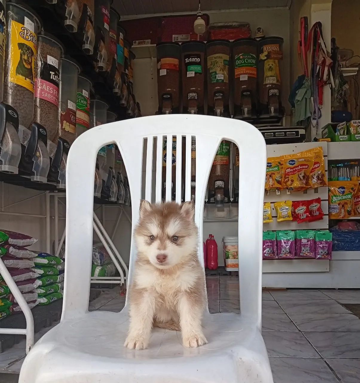 Husky siberiano fêmea - Foto 4