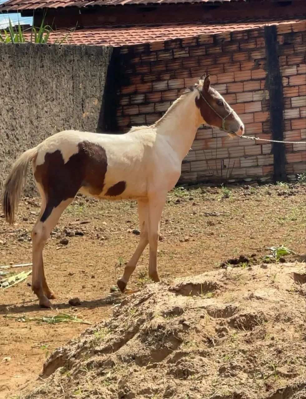 Égua e potro a venda - Foto 4