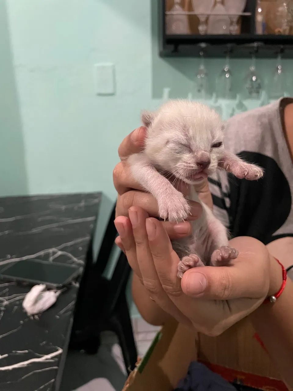 Gato branco para adotar