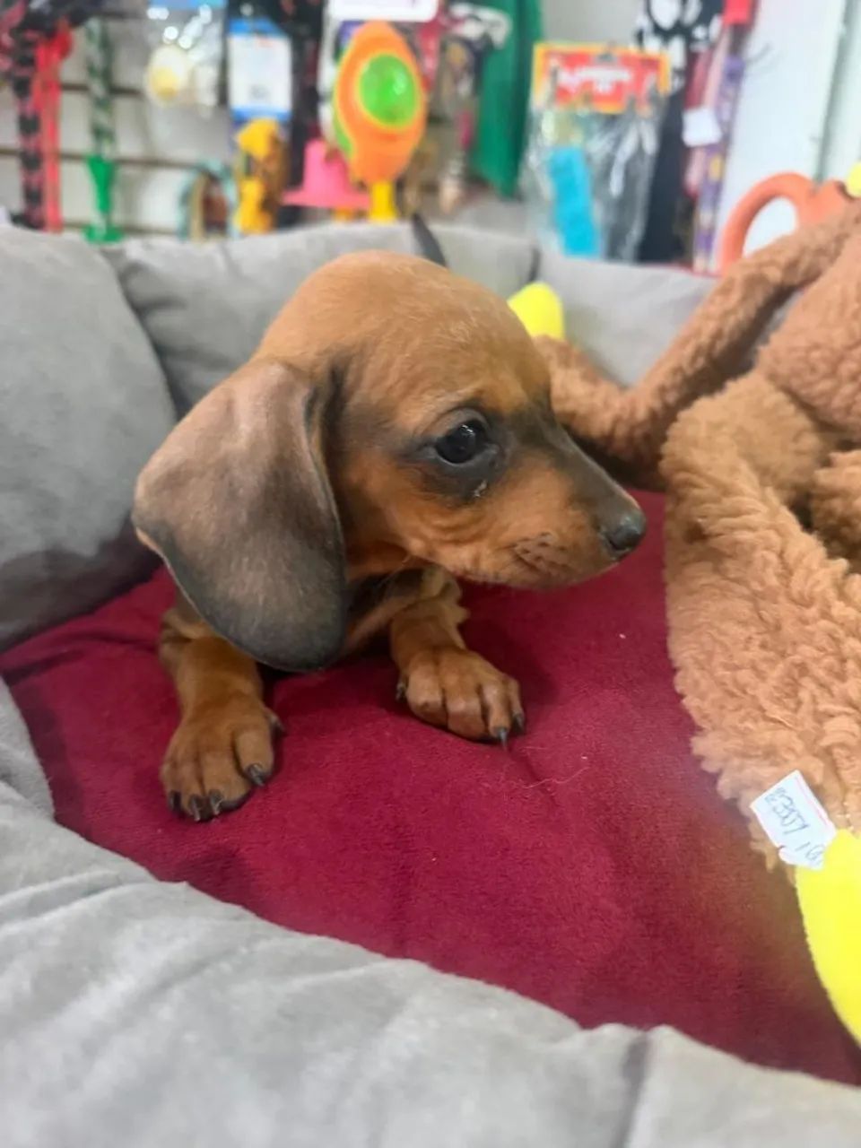 Basset tekel  - Foto 4