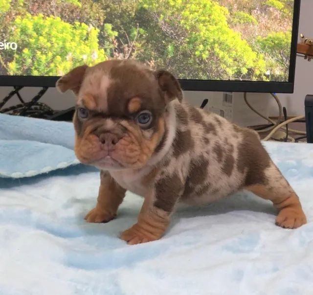 AMERICAN BULLY - FILHOTES DISPONÍVEIS