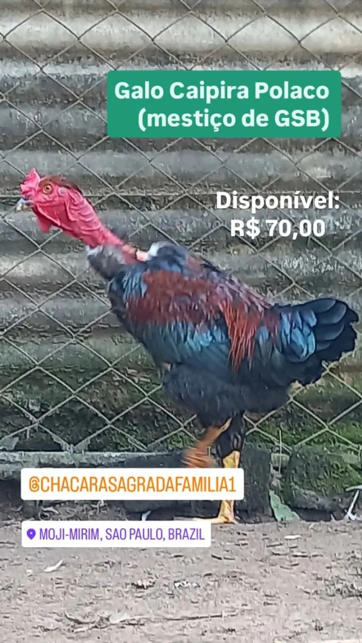 Galo Polaco mestiço de GSB - Foto 3