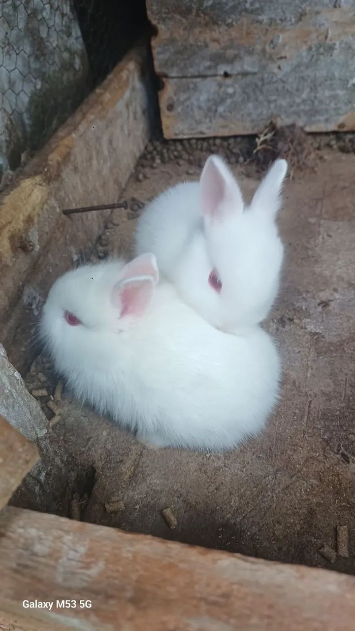mini coelhos - Foto 4