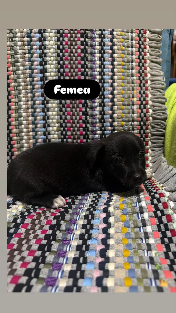 Doação de cachorro - Fêmeas  - Foto 2